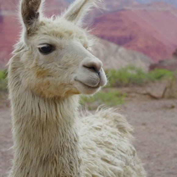 Meet your Posher, Zenda - Picture 2 of 3